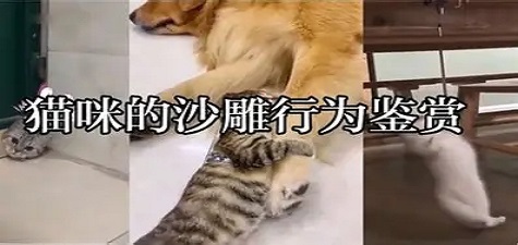 香蕉视频大全 - 萌宠日常分享